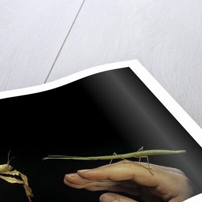 giant prickly or indian stick insect by Anonymous