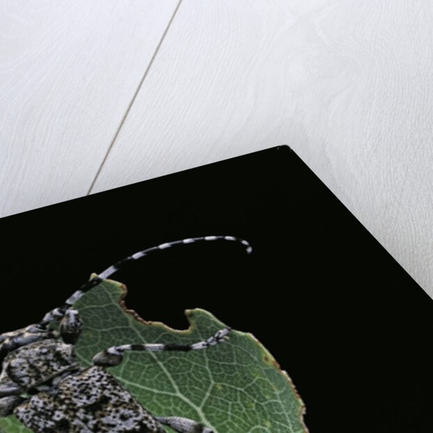 Acanthoderes clavipes (longhorn beetle) by Anonymous