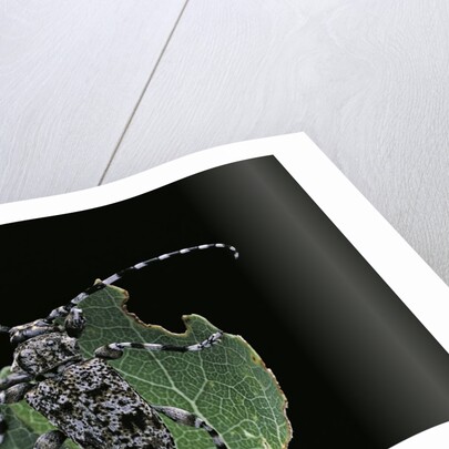 Acanthoderes clavipes (longhorn beetle) by Anonymous