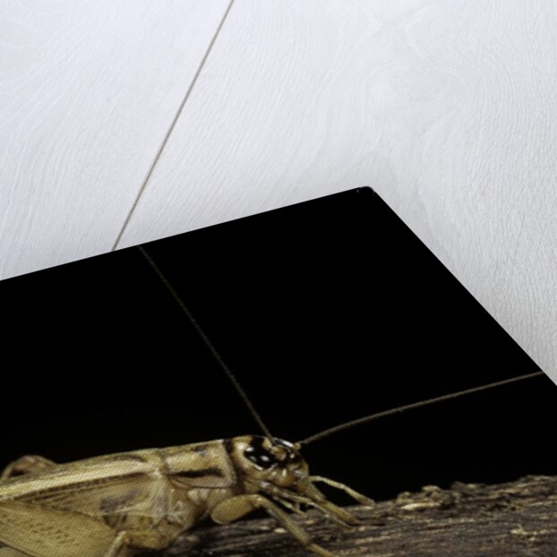 Acheta domesticus (house cricket) by Anonymous