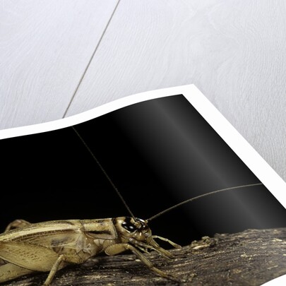 Acheta domesticus (house cricket) by Anonymous