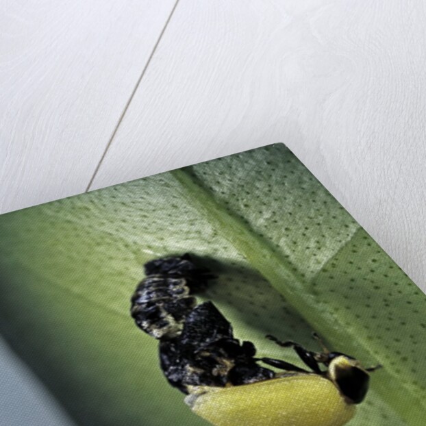 Adalia bipunctata (twospotted lady beetle) - emerging of the adult by Anonymous