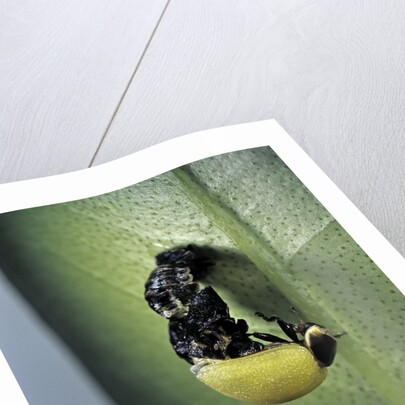 Adalia bipunctata (twospotted lady beetle) - emerging of the adult by Anonymous