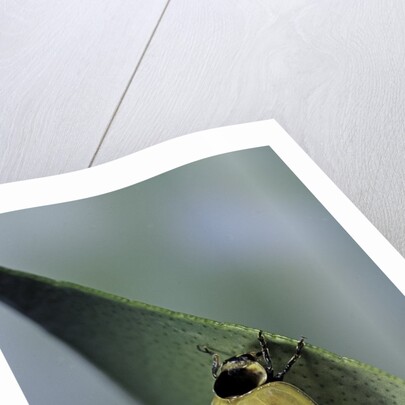 Adalia bipunctata (twospotted lady beetle) - emerging of the adult by Anonymous