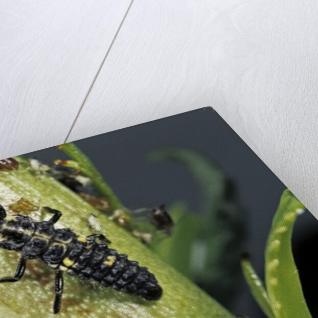 Adalia bipunctata (twospotted lady beetle) - larva devouring aphids by Anonymous