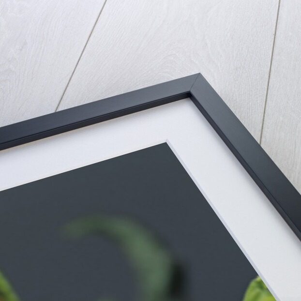 Adalia bipunctata (twospotted lady beetle) - larva devouring aphids by Anonymous