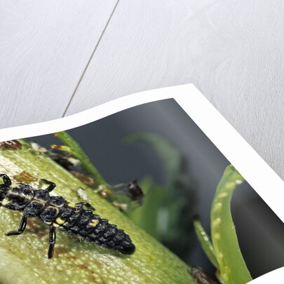 Adalia bipunctata (twospotted lady beetle) - larva devouring aphids by Anonymous