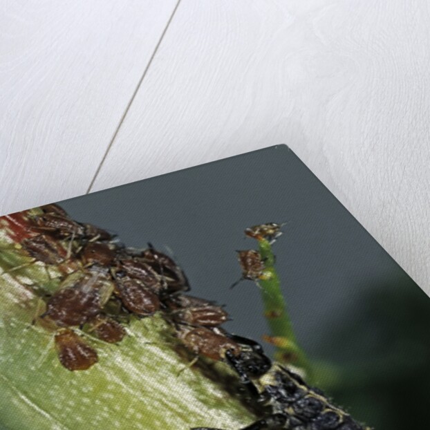 Adalia bipunctata (twospotted lady beetle) - larva devouring aphids by Anonymous