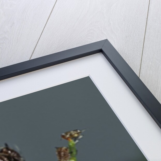 Adalia bipunctata (twospotted lady beetle) - larva devouring aphids by Anonymous