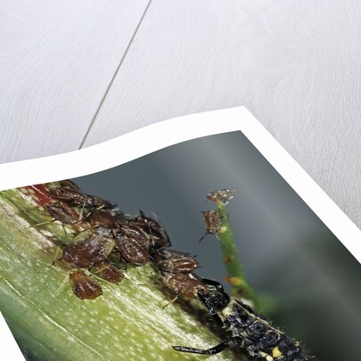 Adalia bipunctata (twospotted lady beetle) - larva devouring aphids by Anonymous