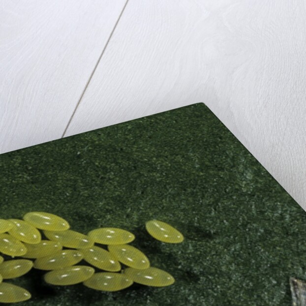 Adalia bipunctata (twospotted lady beetle) - eggs by Anonymous