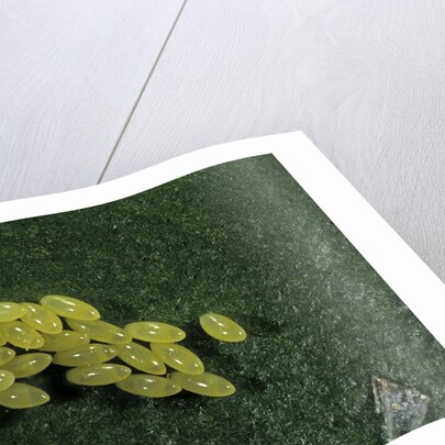 Adalia bipunctata (twospotted lady beetle) - eggs by Anonymous