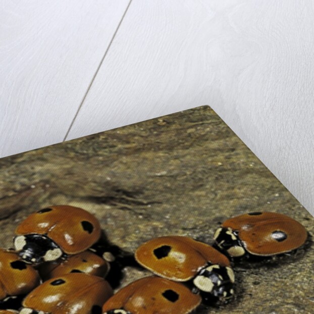 Adalia bipunctata (twospotted lady beetle) - assembly by Anonymous