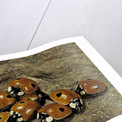 Adalia bipunctata (twospotted lady beetle) - assembly by Anonymous