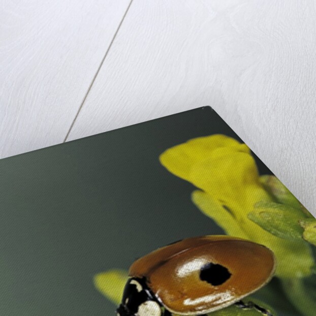 Adalia bipunctata (twospotted lady beetle) by Anonymous