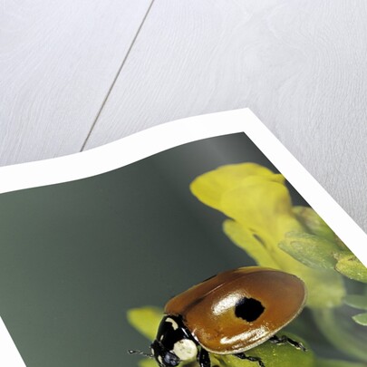 Adalia bipunctata (twospotted lady beetle) by Anonymous