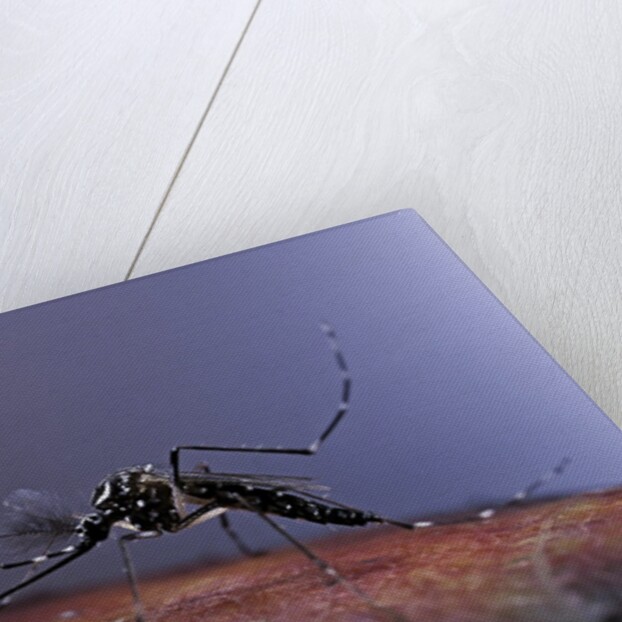 Aedes aegypti (yellowfever mosquito) by Anonymous