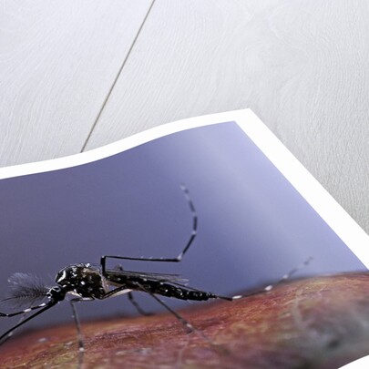 Aedes aegypti (yellowfever mosquito) by Anonymous