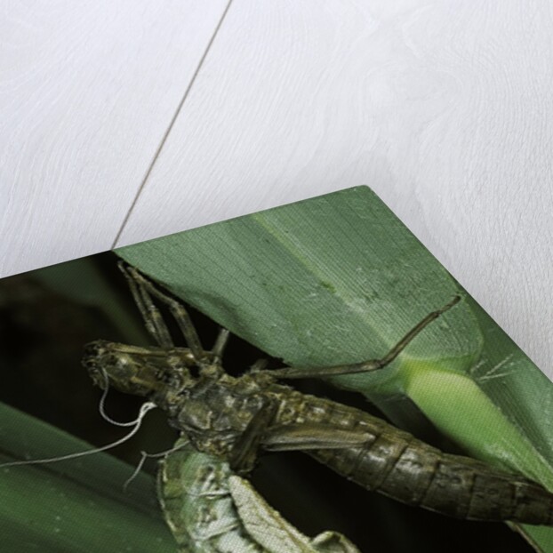 Aeschne sp. - emerging by Anonymous