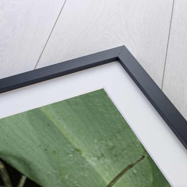 Aeschne sp. - emerging by Anonymous