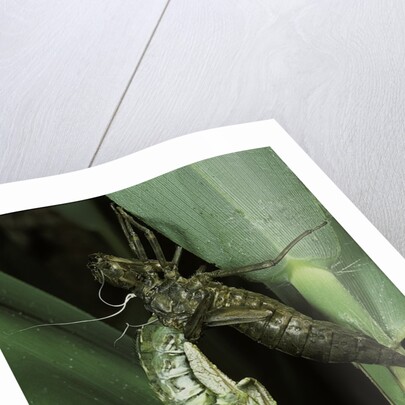 Aeschne sp. - emerging by Anonymous