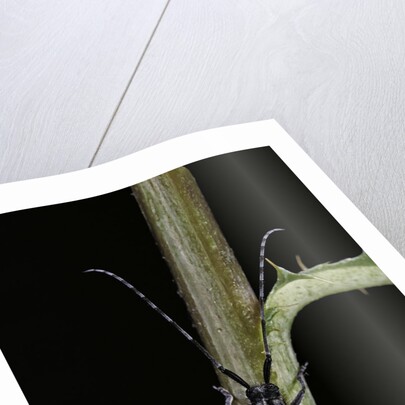 Agapanthia cardui (longhorn beetle) by Anonymous