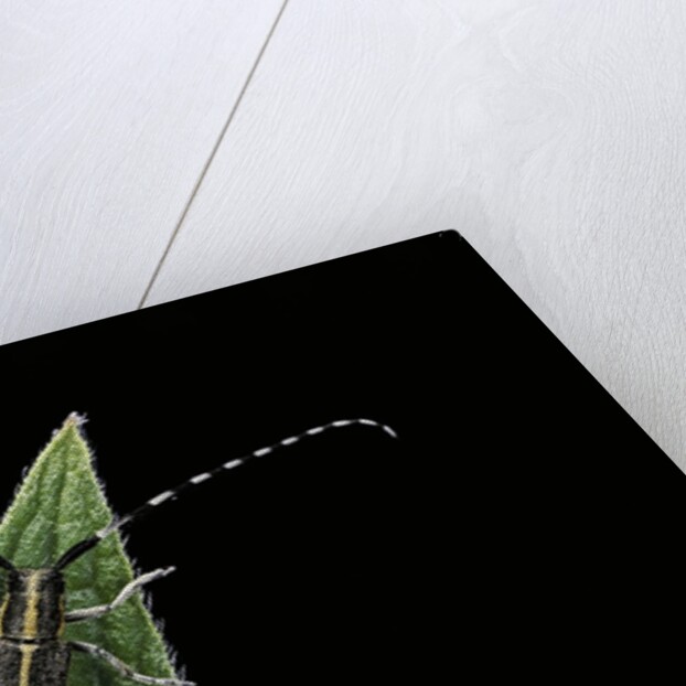 Agapanthia cardui (longhorn beetle) by Anonymous