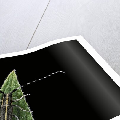 Agapanthia cardui (longhorn beetle) by Anonymous