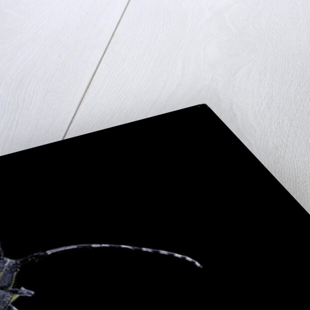 Agapanthia villosoviridescens (golden-bloomed grey longhorn) by Anonymous