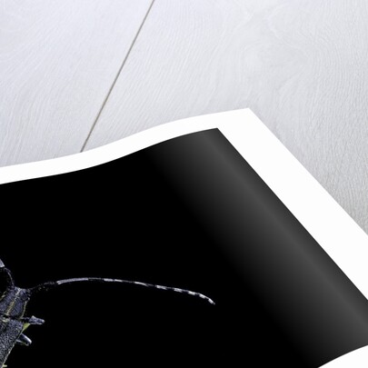 Agapanthia villosoviridescens (golden-bloomed grey longhorn) by Anonymous