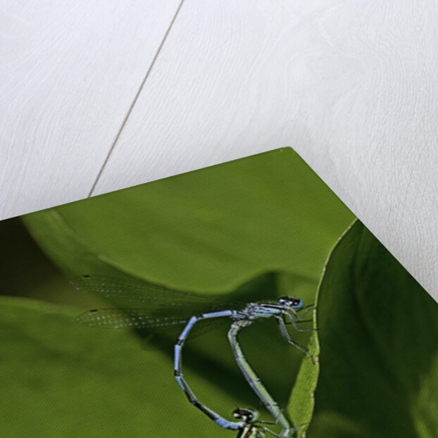 Damselfly - mating by Anonymous