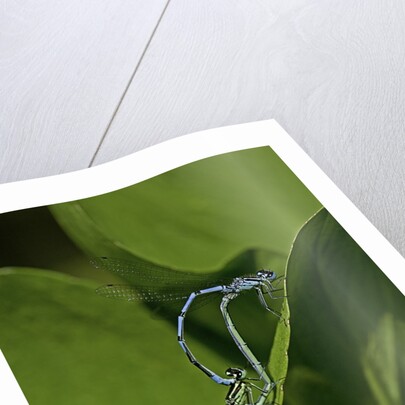 Damselfly - mating by Anonymous