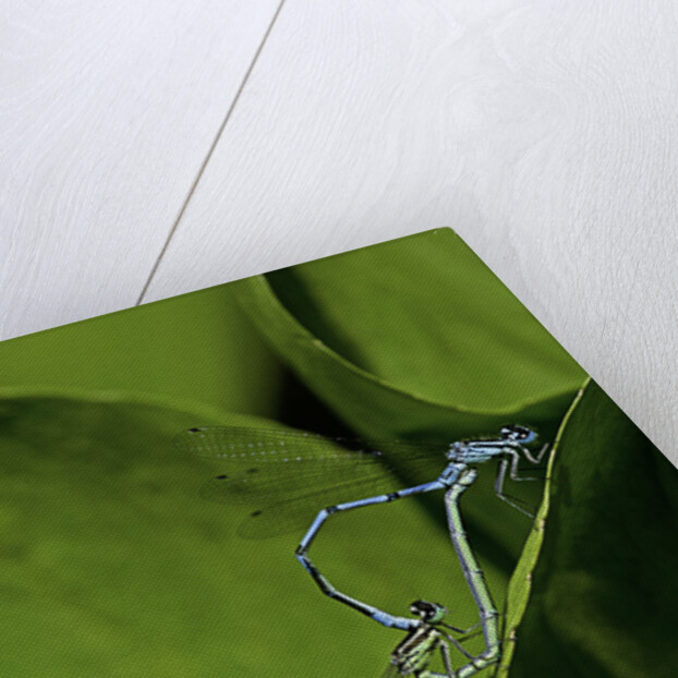 Damselfly - mating by Anonymous