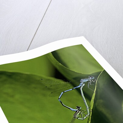 Damselfly - mating by Anonymous