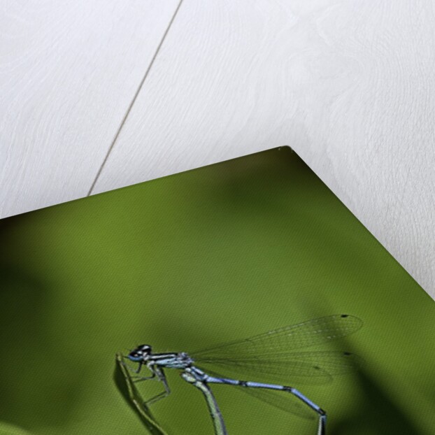 Damselfly - mating by Anonymous