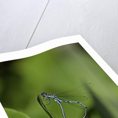 Damselfly - mating by Anonymous