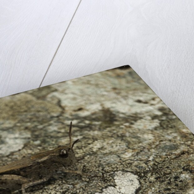 Aiolopus strepens (grasshopper) - on stone by Anonymous