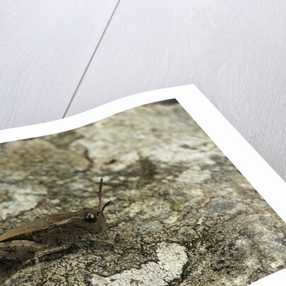 Aiolopus strepens (grasshopper) - on stone by Anonymous