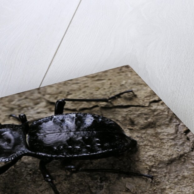 Akis bacarozzo (darkling beetle) by Anonymous