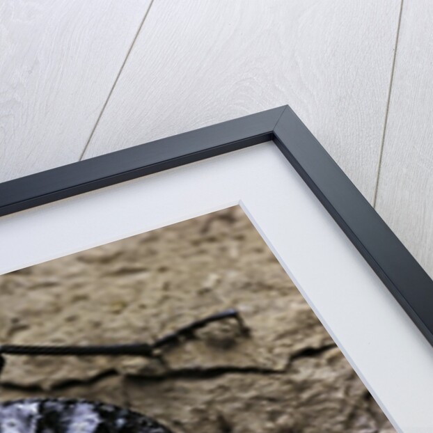 Akis bacarozzo (darkling beetle) by Anonymous