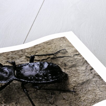 Akis bacarozzo (darkling beetle) by Anonymous