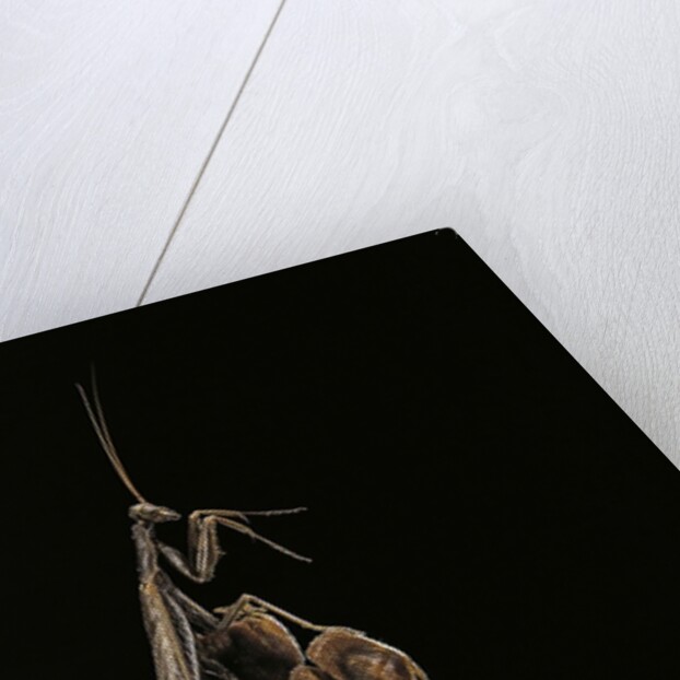 Ameles decolor (praying mantis) by Anonymous