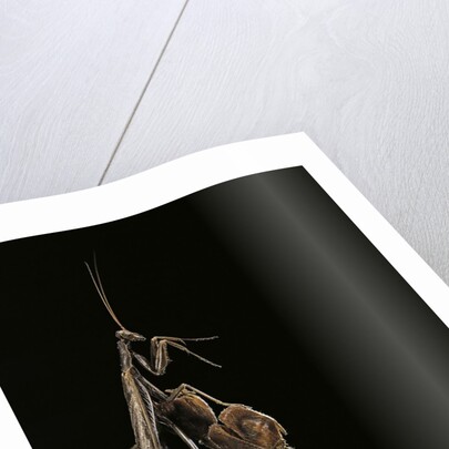 Ameles decolor (praying mantis) by Anonymous