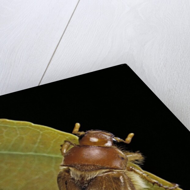 Amphimallon majalis (european chafer) by Anonymous