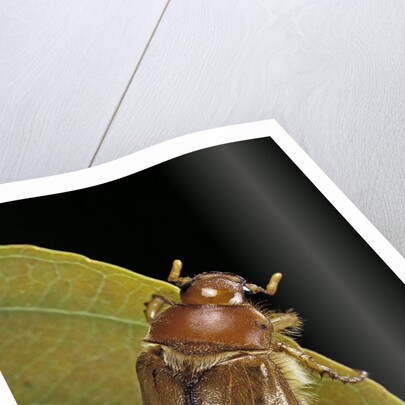Amphimallon majalis (european chafer) by Anonymous