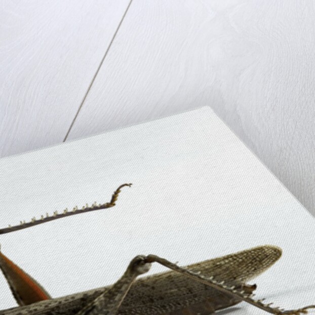 Anacridium aegyptium (egyptian locust) by Anonymous