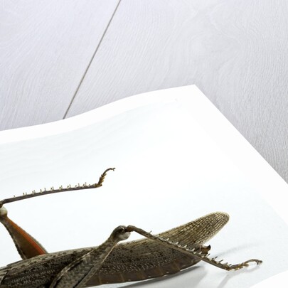Anacridium aegyptium (egyptian locust) by Anonymous