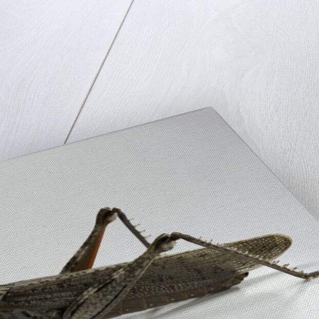 Anacridium aegyptium (egyptian locust) by Anonymous
