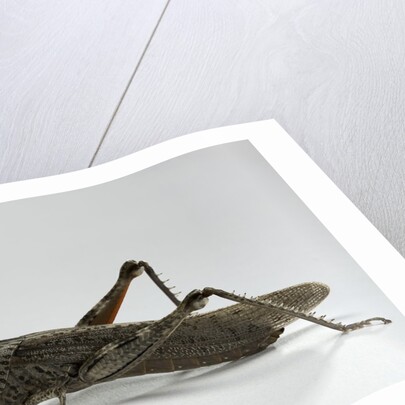 Anacridium aegyptium (egyptian locust) by Anonymous