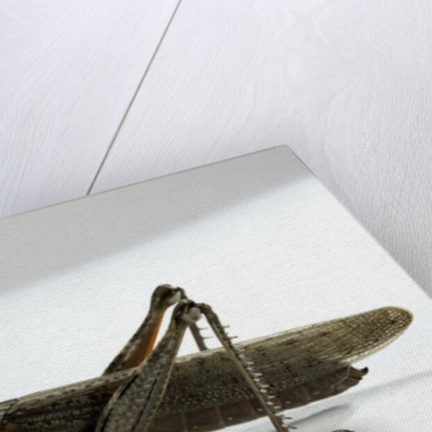 Anacridium aegyptium (egyptian locust) by Anonymous